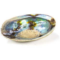 Abalone Arc-en-ciel (Paua)